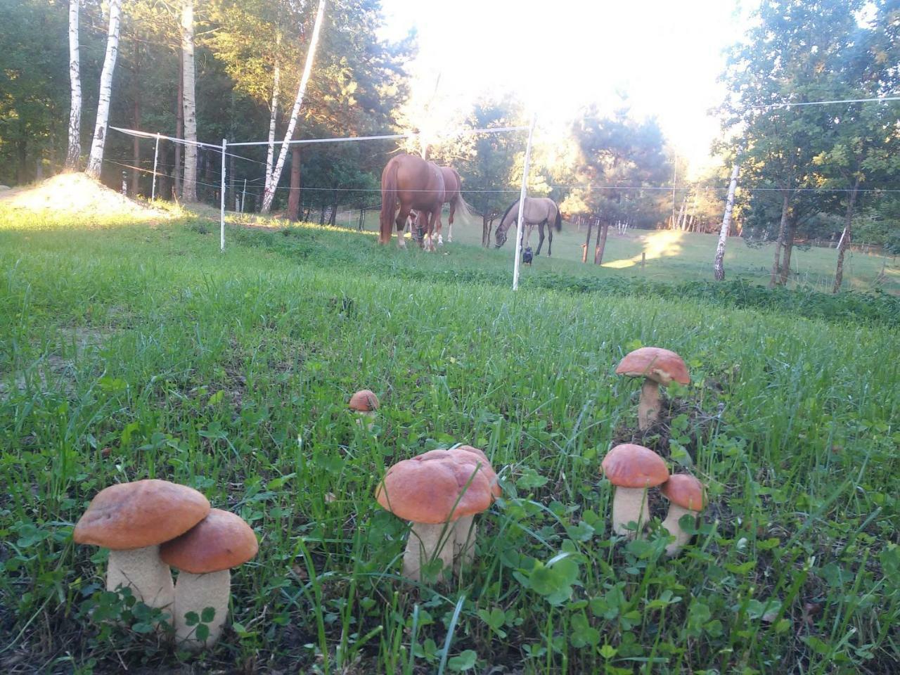 Villa Cheval Aukstadvaris Bagian luar foto